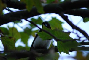 Un pájaro escondido entre hojas y ramas de un árbol.